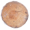 Swieca_ogrodowa_Woodson_Citronella_2.jpg