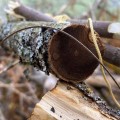 EDCX-Kevlarowa-pila-strunowa-do-drewna-3304-4.jpg