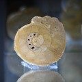 Muzeum_geologiczne_w_Rudnie_agaty_6.jpg