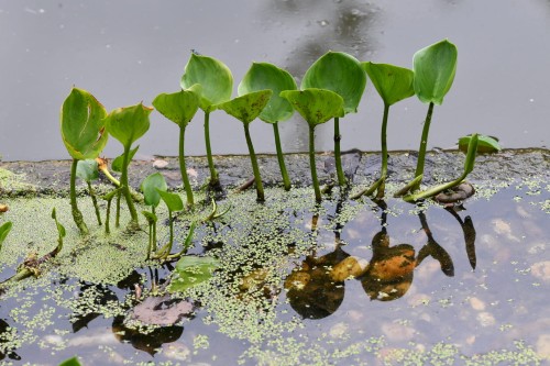 arboretum_Opava_Novy_dwor_5.JPG