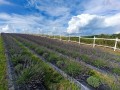 Lgota_plantacja_Lawendy_3.jpg