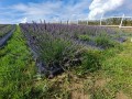Lgota_plantacja_Lawendy_4.jpg