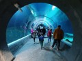 Orientarium_Lodz_Zoo_Kraken_tunel_oceaniczny_Nocowanie_14_25.jpg