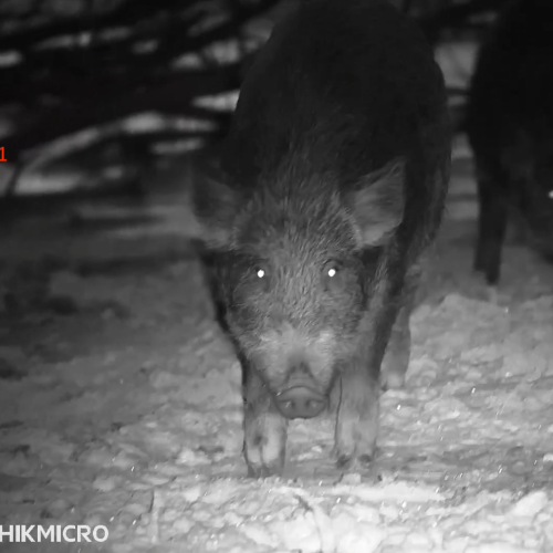 Celownik noktowizyjny noktowizor HIKMICRO by HIKVISION Alpex 4K LRF + iluminator laserowy X-hog Pro 850/940 nm-1 50830