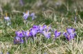pl_pl_krokusy_Tatry_Dolina_Chocholowska_polska_2.JPG