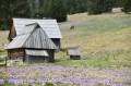 pl_pl_krokusy_Tatry_Dolina_Chocholowska_polska_6.JPG