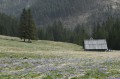 pl_pl_krokusy_Tatry_Dolina_Chocholowska_polska_7.JPG