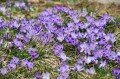 pl_pl_krokusy_Tatry_Dolina_Chocholowska_polska_8.JPG