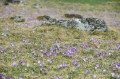 pl_pl_krokusy_Tatry_Dolina_Chocholowska_polska_9.JPG