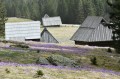 pl_pl_krokusy_Tatry_Dolina_Chocholowska_polska_11.JPG