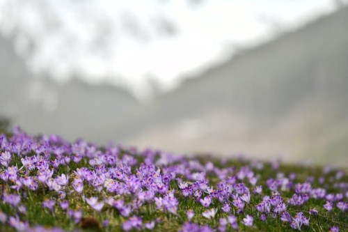 pl_pl_krokusy_Tatry_Dolina_Chocholowska_polska_17.JPG