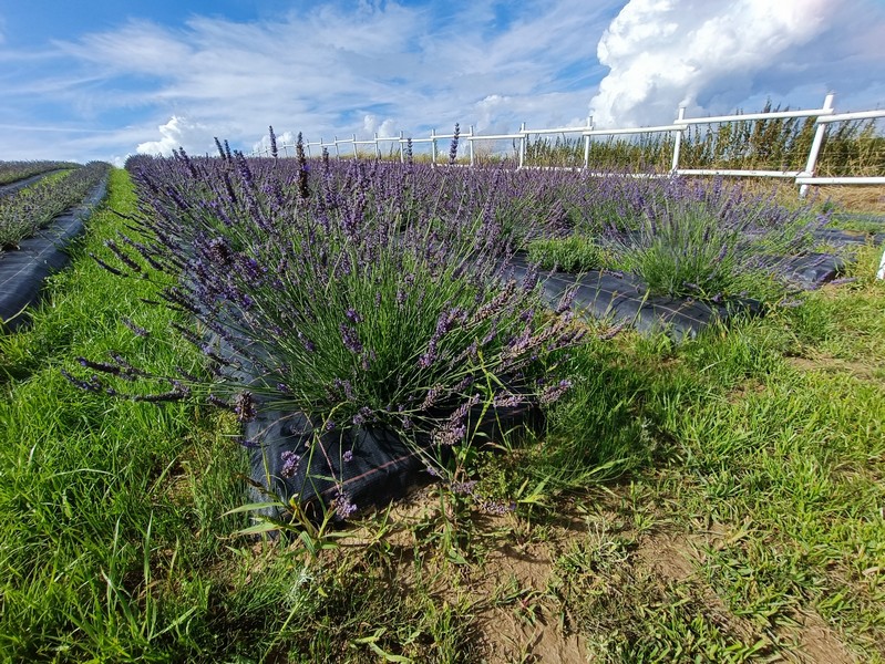 Lgota_plantacja_Lawendy_3