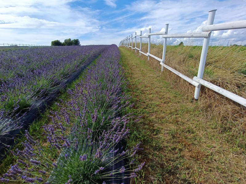 Lgota_plantacja_Lawendy_3