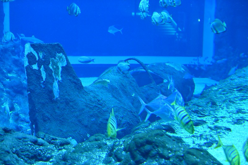 Orientarium_Lodz_Zoo_Kraken_tunel_oceaniczny_Nocowanie_14_13