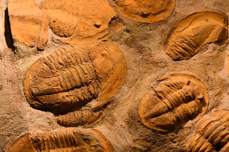 Park_Jurajski_Krasiejow_JuraPark