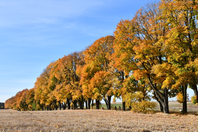 Zloty_Potok_Aleja_Klonow