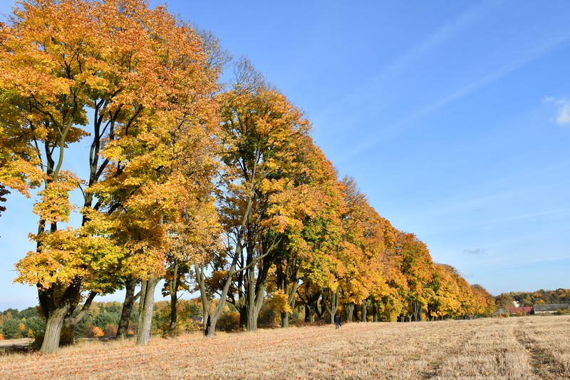 Aleja_Klonow_Zloty_Potok