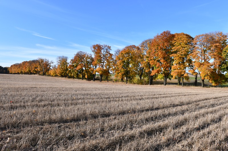 Zloty_Potok_Aleja_klowow_jesienia