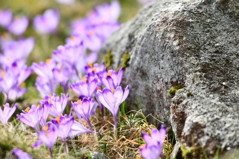 pl_pl_krokusy_Tatry_Dolina_Chocholowska_polska_5