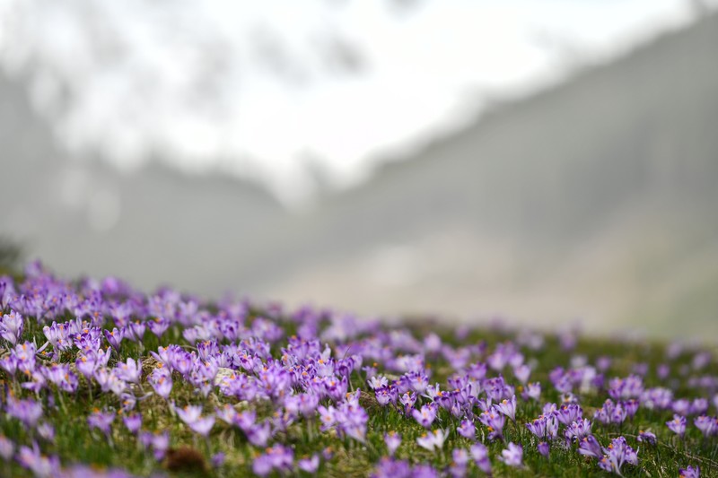 pl_pl_krokusy_Tatry_Dolina_Chocholowska_polska_5
